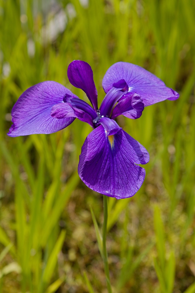 japanse tuin belgie hasselt koivissen gele Iris ensata koi Cyprinus carpio lente bloesem kersenbloesem voorjaar